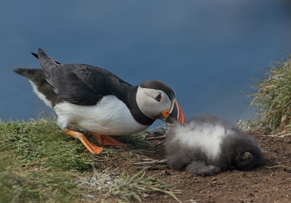 Puffin with Dead Chick - John Hughes - Highly Commended